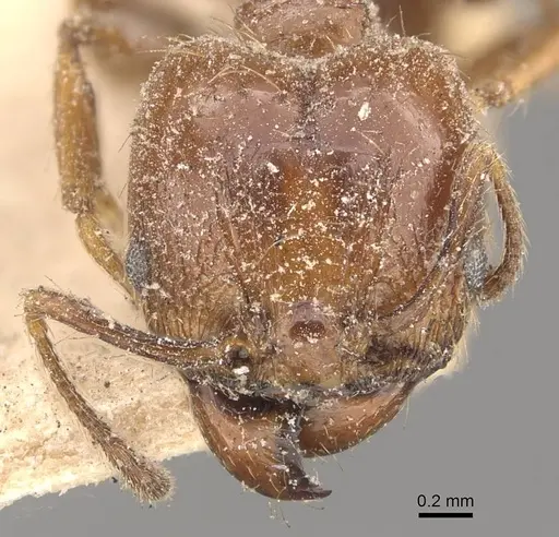 Pheidole strobeli specimen CASENT0908152 image casent0908152_2
