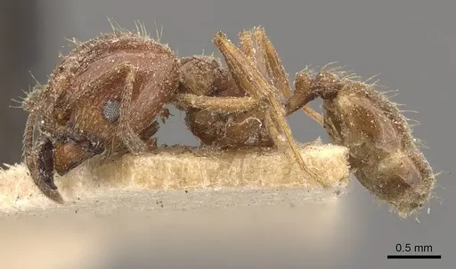 Pheidole strobeli specimen CASENT0908152 image casent0908152_3