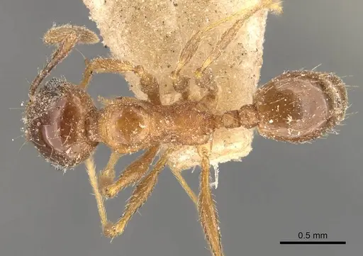 Pheidole strobeli specimen CASENT0908153 image casent0908153_1