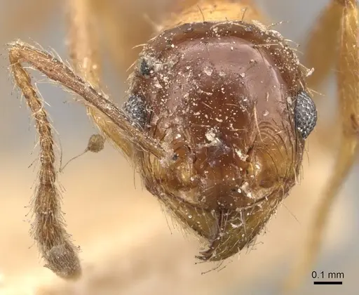 Pheidole strobeli specimen CASENT0908153 image casent0908153_2