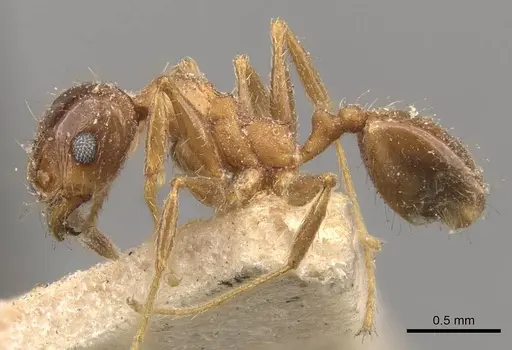 Pheidole strobeli specimen CASENT0908153 image casent0908153_3