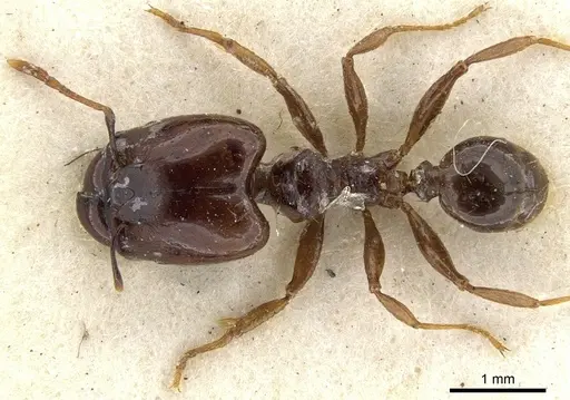 Pheidole stulta specimen CASENT0901566 image casent0901566_1