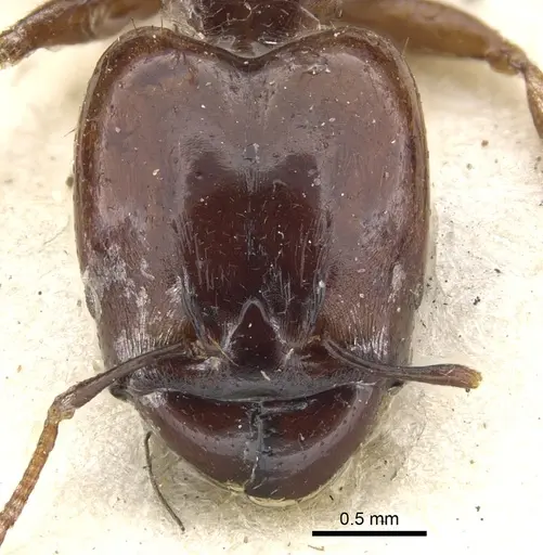 Pheidole stulta specimen CASENT0901566 image casent0901566_2