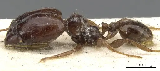 Pheidole stulta specimen CASENT0901566 image casent0901566_3