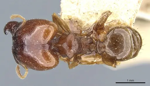 Pheidole stulta specimen CASENT0904394 image casent0904394_1