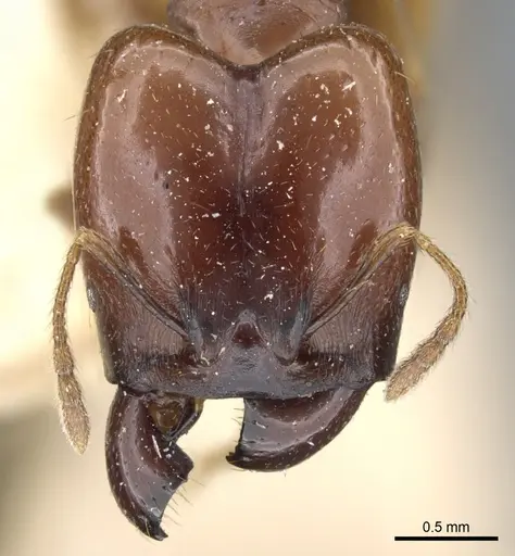 Pheidole stulta specimen CASENT0904394 image casent0904394_2
