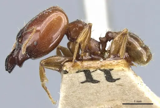 Pheidole stulta specimen CASENT0904394 image casent0904394_3
