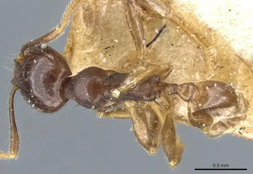 Pheidole stulta specimen CASENT0904395 image casent0904395_1