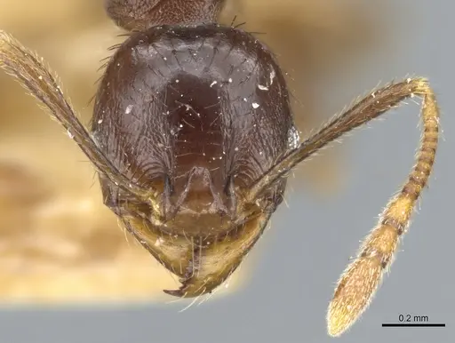 Pheidole stulta specimen CASENT0904395 image casent0904395_2