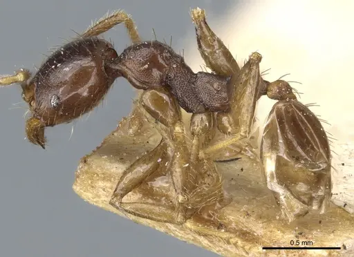 Pheidole stulta specimen CASENT0904395 image casent0904395_3