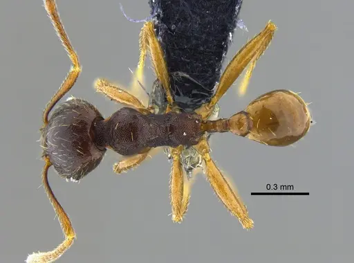 Pheidole stulta specimen CBUMAGENT42044 image cbumagent42044_1