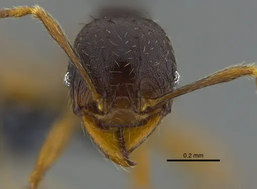 Pheidole stulta specimen CBUMAGENT42044 image cbumagent42044_2