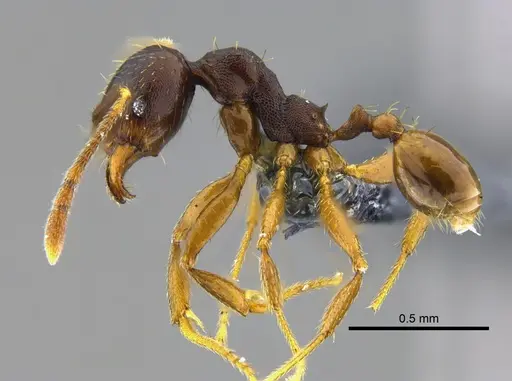 Pheidole stulta specimen CBUMAGENT42044 image cbumagent42044_3