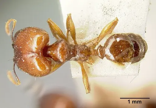 Pheidole stulta specimen JTLC000014070 image jtlc000014070_1