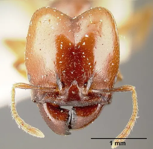 Pheidole stulta specimen JTLC000014070 image jtlc000014070_2