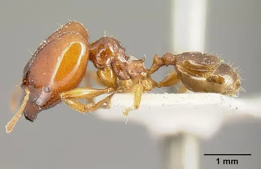 Pheidole stulta specimen JTLC000014070 image jtlc000014070_3