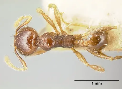 Pheidole stulta specimen JTLC000014071 image jtlc000014071_1