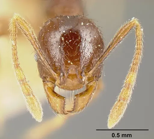 Pheidole stulta specimen JTLC000014071 image jtlc000014071_2