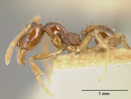Pheidole stulta specimen JTLC000014071 image jtlc000014071_3