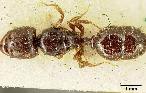 Pheidole stulta specimen JTLC000015336 image jtlc000015336_1