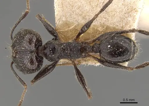 Pheidole stulta specimen JTLC000015336 image jtlc000015336_2