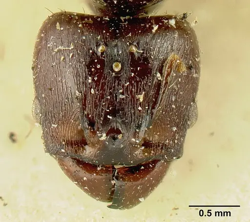 Pheidole stulta specimen JTLC000015336 image jtlc000015336_3