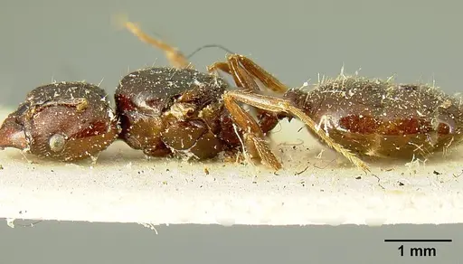 Pheidole stulta specimen JTLC000015336 image jtlc000015336_5