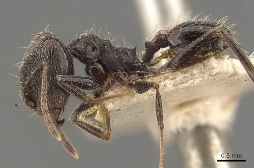 Pheidole stulta specimen JTLC000015336 image jtlc000015336_6