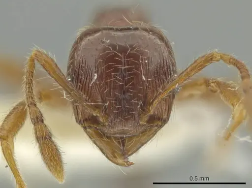 Pheidole styrax specimen CASENT0645876 image casent0645876_2