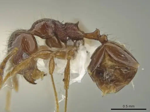 Pheidole styrax specimen CASENT0645876 image casent0645876_3