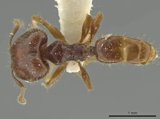 Pheidole styrax specimen JTLC000016541 image jtlc000016541_1