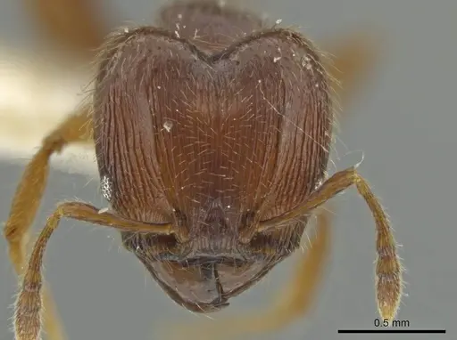 Pheidole styrax specimen JTLC000016541 image jtlc000016541_2
