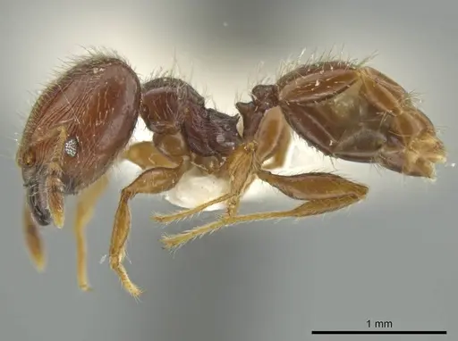 Pheidole styrax specimen JTLC000016541 image jtlc000016541_3