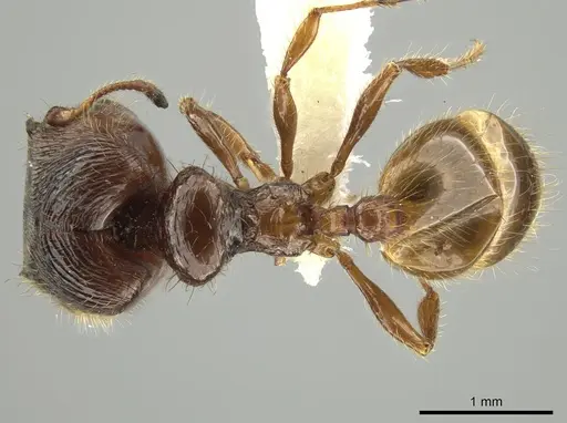 Pheidole subaberrans specimen CASENT0645972 image casent0645972_1