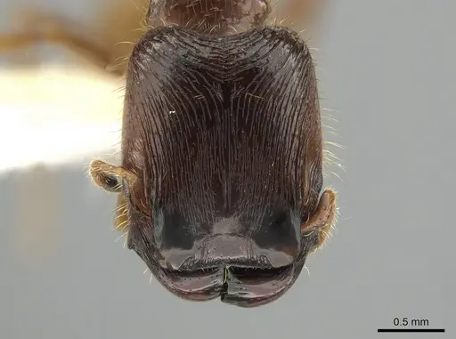 Pheidole subaberrans specimen CASENT0645972 image casent0645972_2