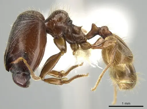Pheidole subaberrans specimen CASENT0645972 image casent0645972_3