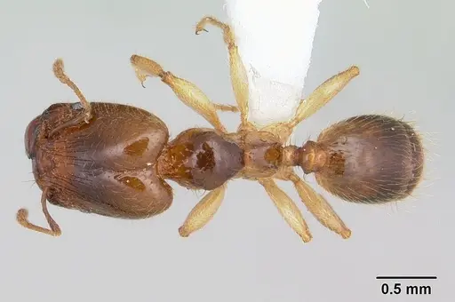 Pheidole subarmata specimen CASENT0178060 image casent0178060_1