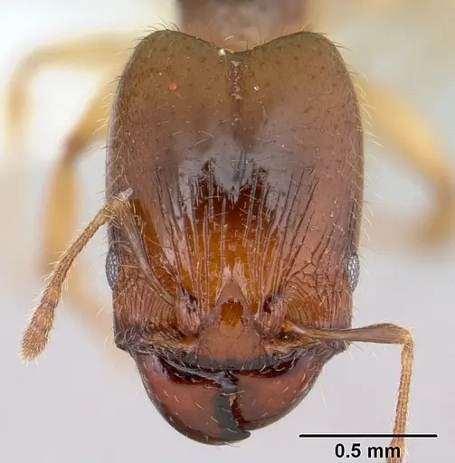 Pheidole subarmata specimen CASENT0178060 image casent0178060_2