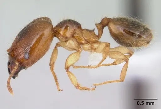 Pheidole subarmata specimen CASENT0178060 image casent0178060_3