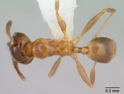 Pheidole subarmata specimen CASENT0178061 image casent0178061_1