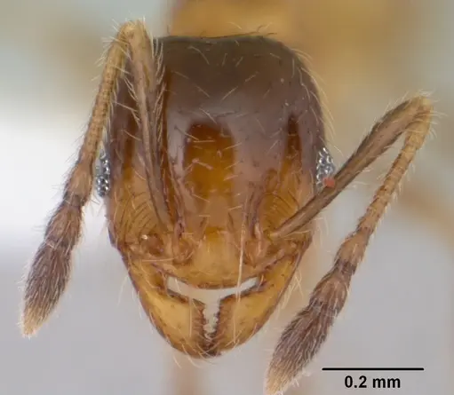 Pheidole subarmata specimen CASENT0178061 image casent0178061_2