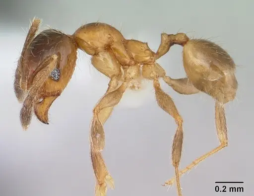 Pheidole subarmata specimen CASENT0178061 image casent0178061_3