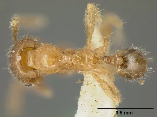 Pheidole subarmata specimen CASENT0601269 image casent0601269_1