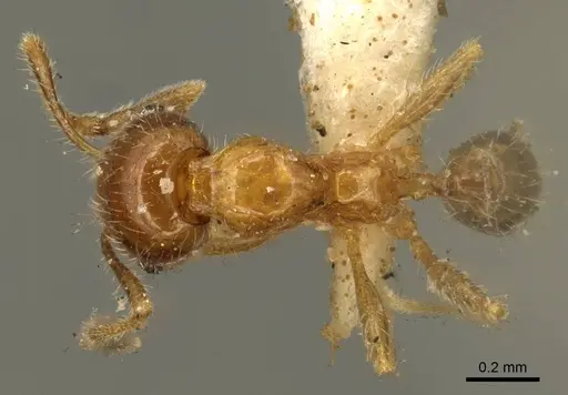 Pheidole subarmata specimen CASENT0601269 image casent0601269_2