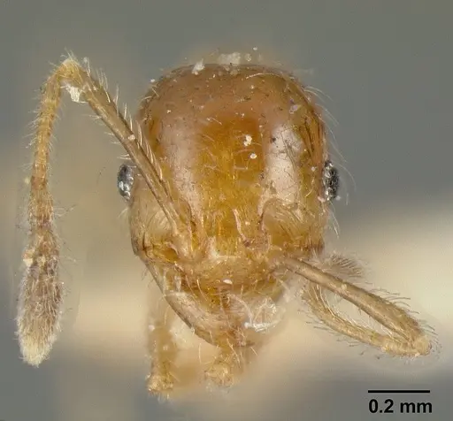 Pheidole subarmata specimen CASENT0601269 image casent0601269_3