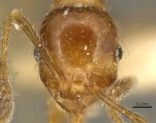 Pheidole subarmata specimen CASENT0601269 image casent0601269_4