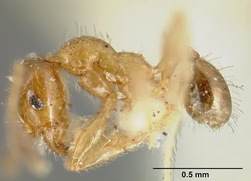 Pheidole subarmata specimen CASENT0601269 image casent0601269_5