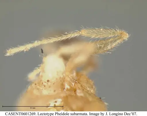 Pheidole subarmata specimen CASENT0601269 image casent0601269_6