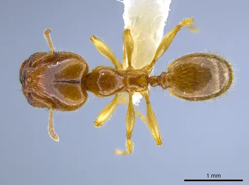 Pheidole subarmata specimen CASENT0633439 image casent0633439_1