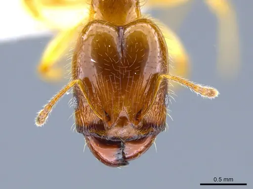 Pheidole subarmata specimen CASENT0633439 image casent0633439_2
